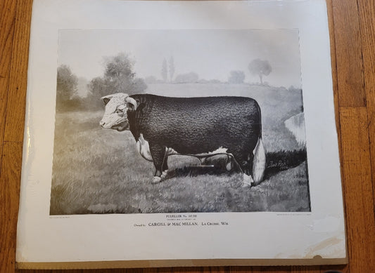 ORIGINAL 1906 Horned HEREFORD Champion Bull