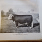 ORIGINAL 1906 Horned HEREFORD Champion Bull