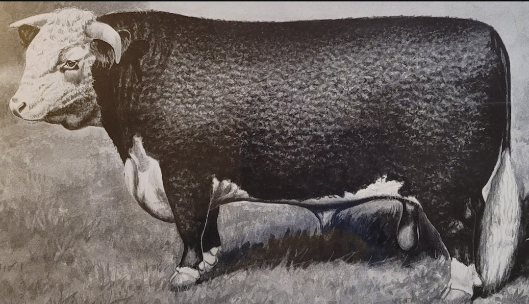 ORIGINAL 1906 Horned HEREFORD Champion Bull