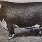ORIGINAL 1906 Horned HEREFORD Champion Bull